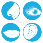 Продукти за прилагане в носа, ушите и гърлото